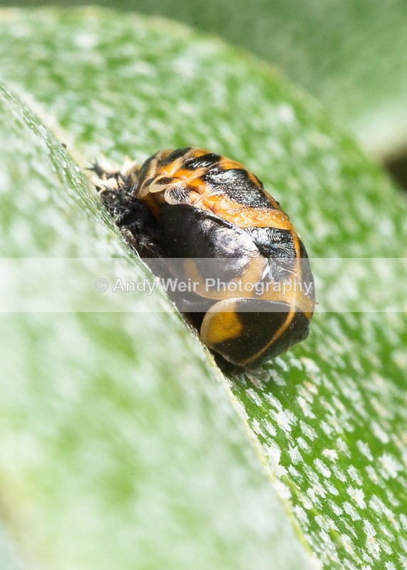 20160706-3K8A5804 - Insects