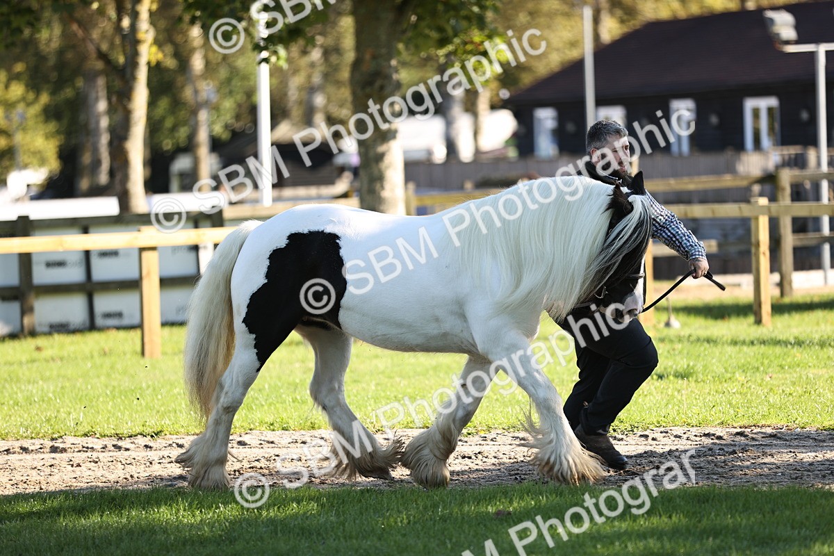 SBM_15856 - S1 - TSR in Hand Horse & Pony Showing
