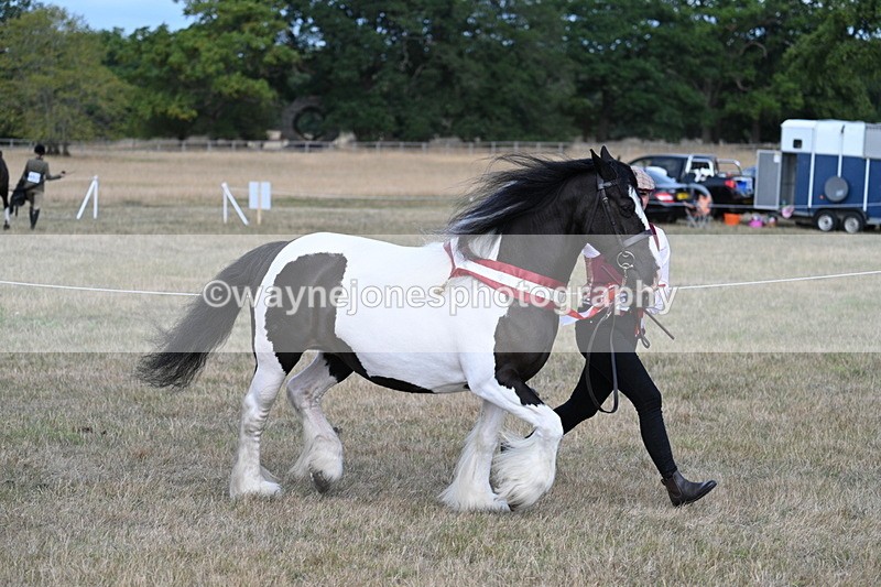 WJ7_8453 - In-hand Championship