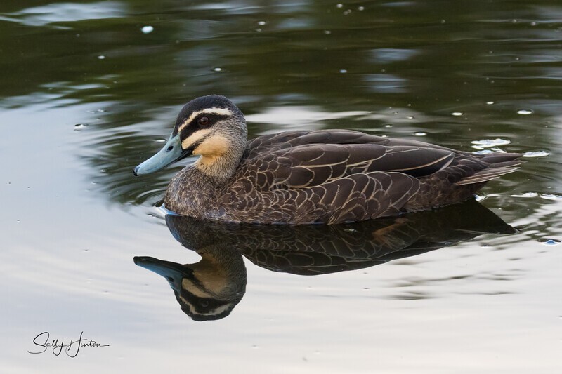 Pacific Black Duck 1. 0A3A5599 - Ducks