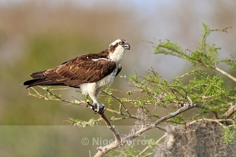 Osprey close side view, Blue Cypress Lake, Florida - Osprey
