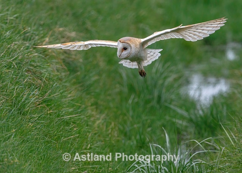 Astland Photography, Bird and Wildlife Images, Susan and Peter Wilson, U.K.