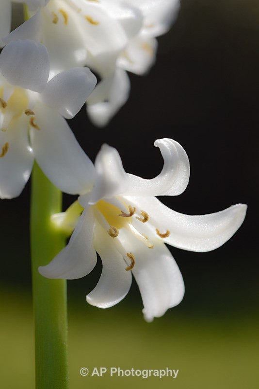 Bluebells-2592-S - Plants