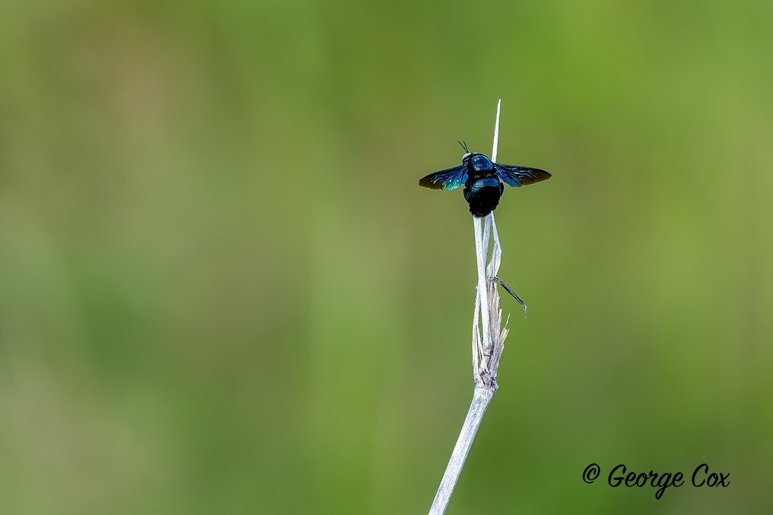 Carpenter Bee - Sri Lanka