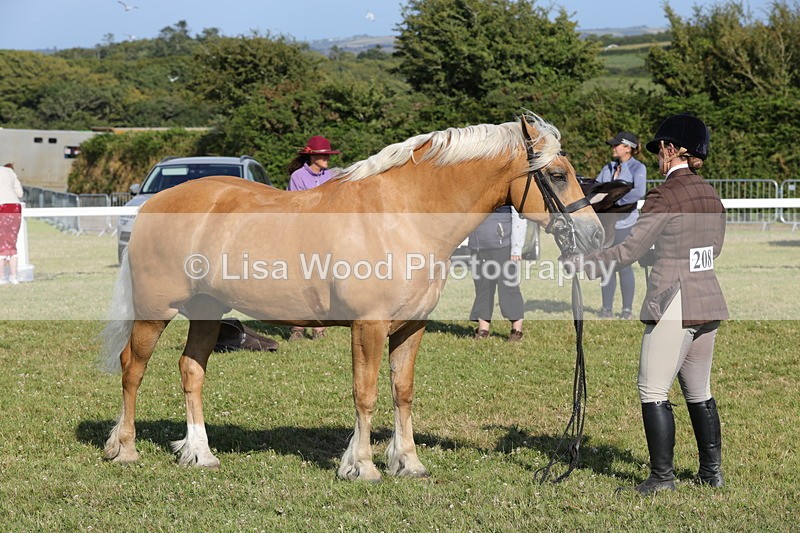 1X9A6056 - Class 43: NPS Welsh C & D