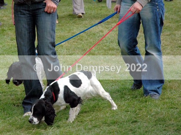 Glamis 5 - Walking the Dog