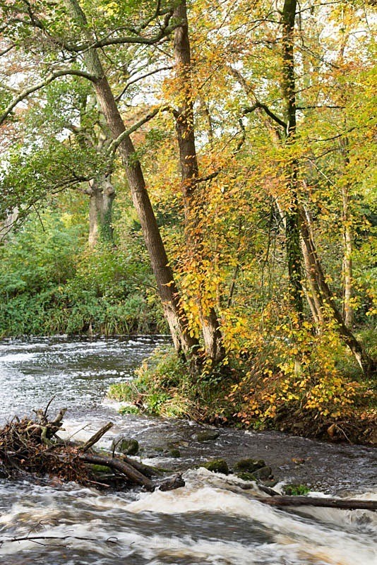 Autumn on the Erme - Landscape