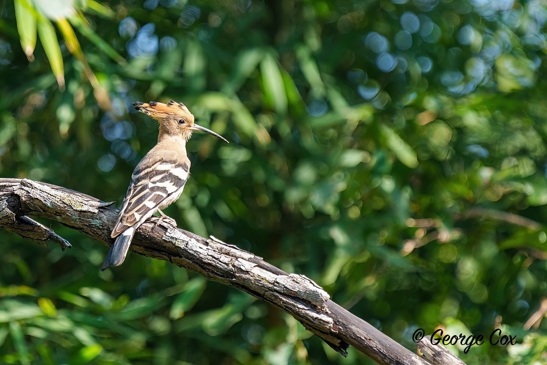 Hoopoe - India