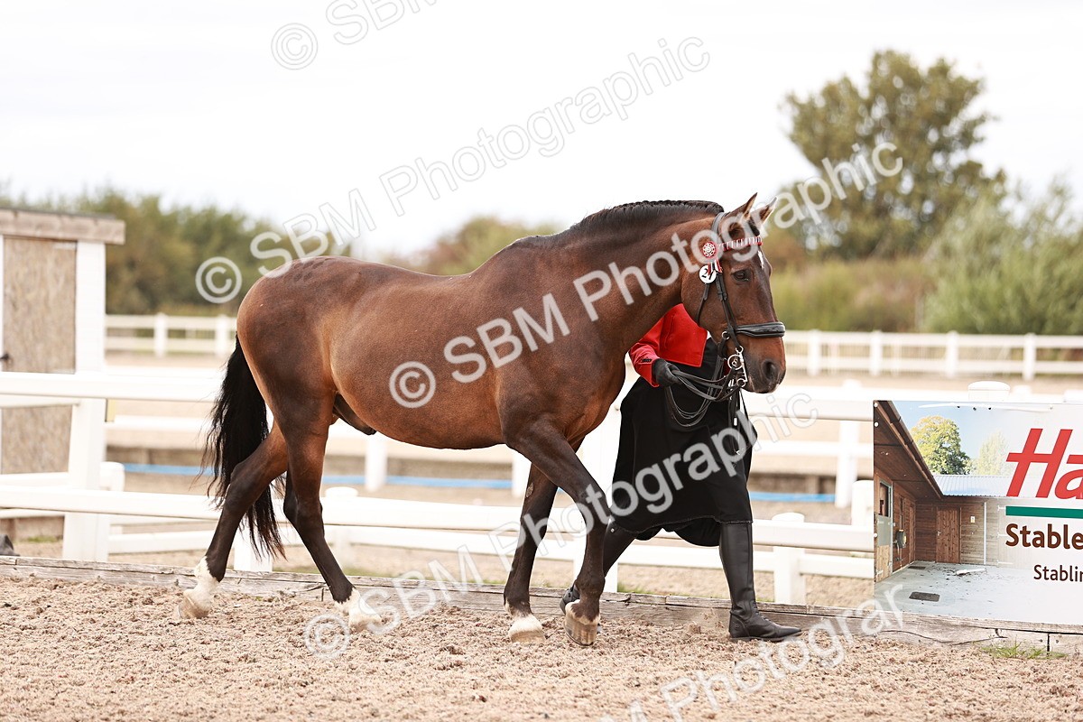 SBM_16883 - Class 415 - Horse-Pony Judge would most like to take home