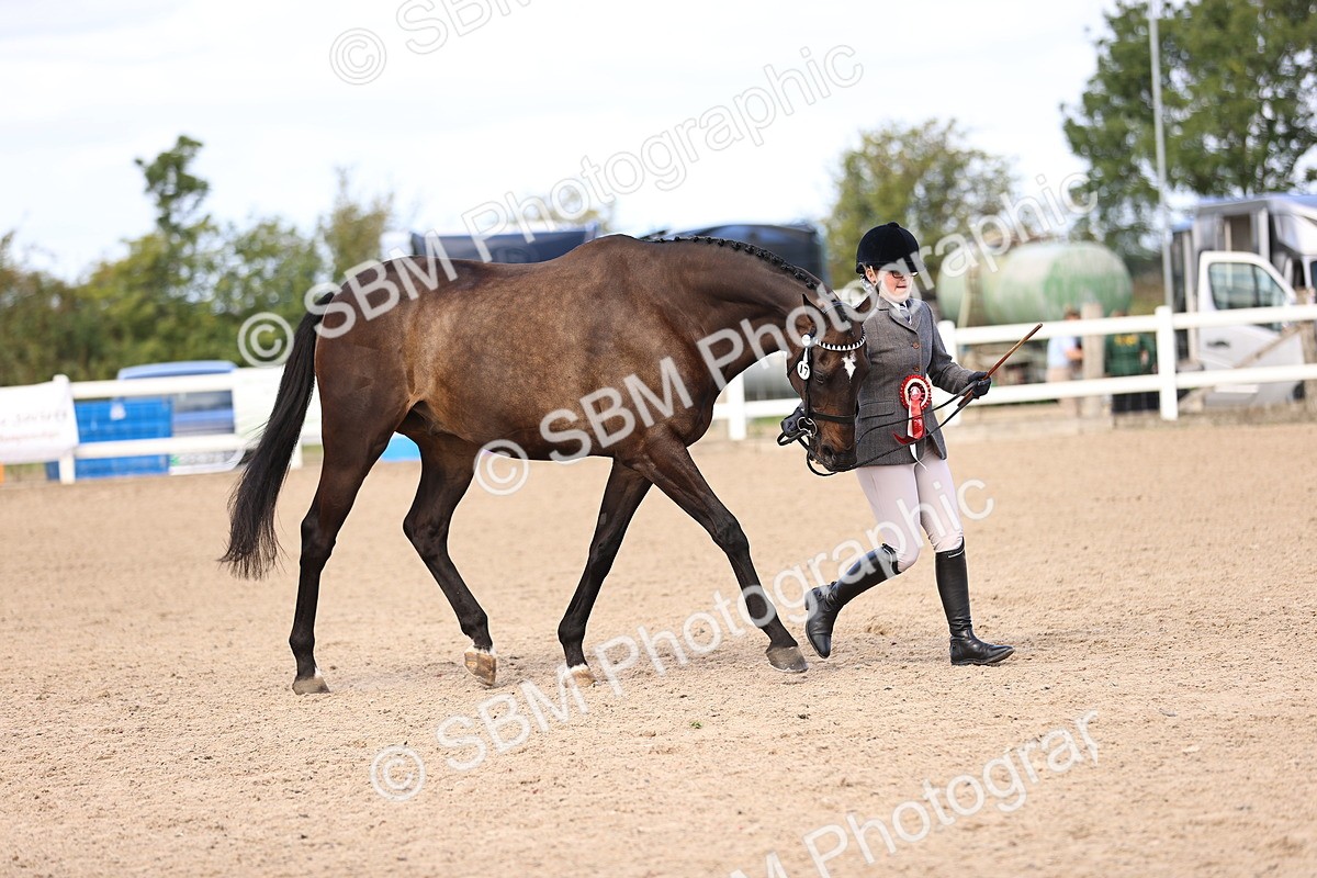 SBM_11567 - Class 407 - IH Hack-Riding Horse