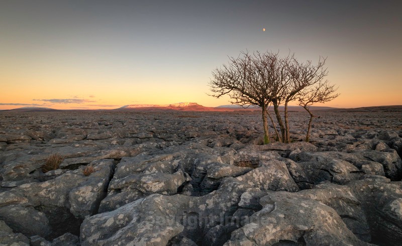 Dales - Lone tREE - Distant Hills
