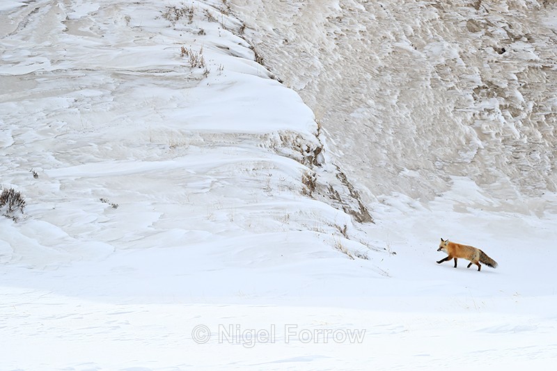 Red Fox approaches steep slope, Hayden Valley, Yellowstone - Red Fox