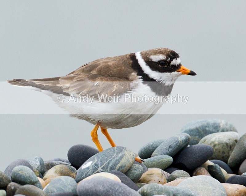20100718_1629 - Ringed Plover