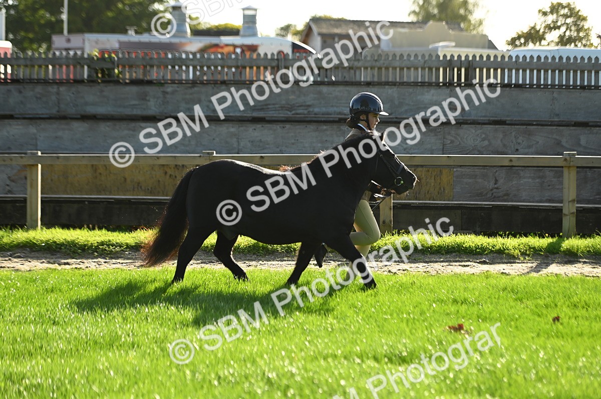 SBM_14714 - S1 - TSR in Hand Horse & Pony Showing
