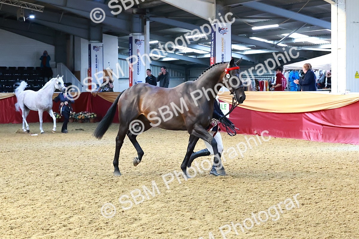 SBM_22449 - Class 902 - Supreme Final - IH Diamond