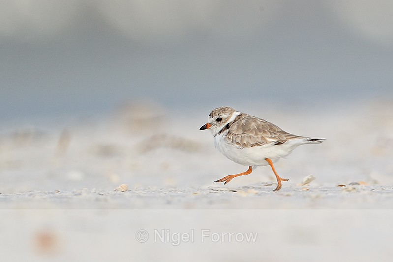 Piping Plover (breeding adult) running, Fort De Soto Park, Florida - Piping Plover