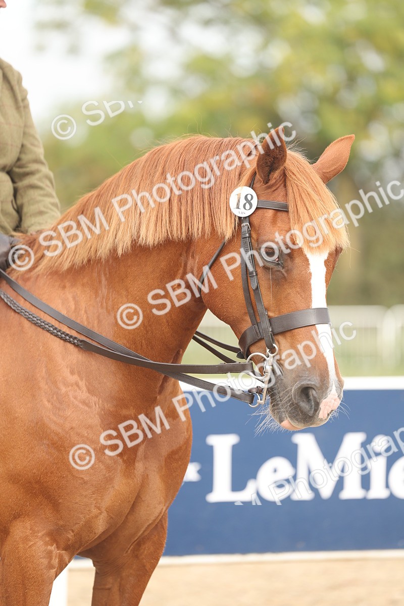 SBM_01939 - Class 14 - Ridden M&M Wildcard