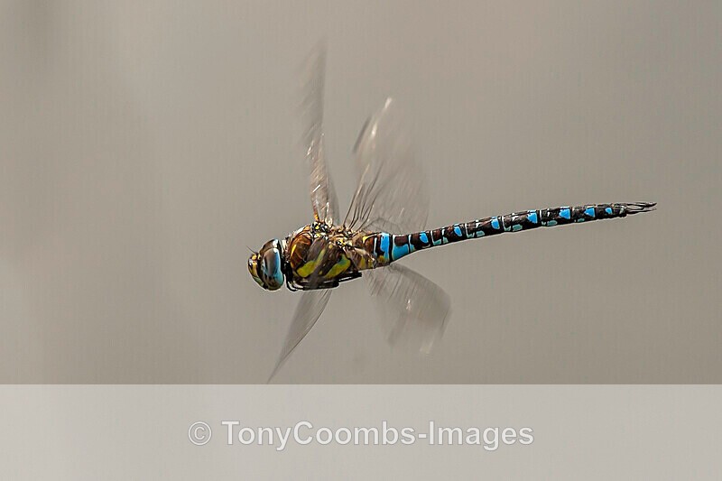 Migrant Hawker - Other Wildlife