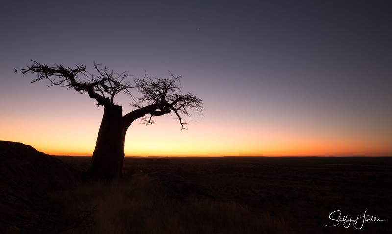 Rhodes Baobab Sunset
