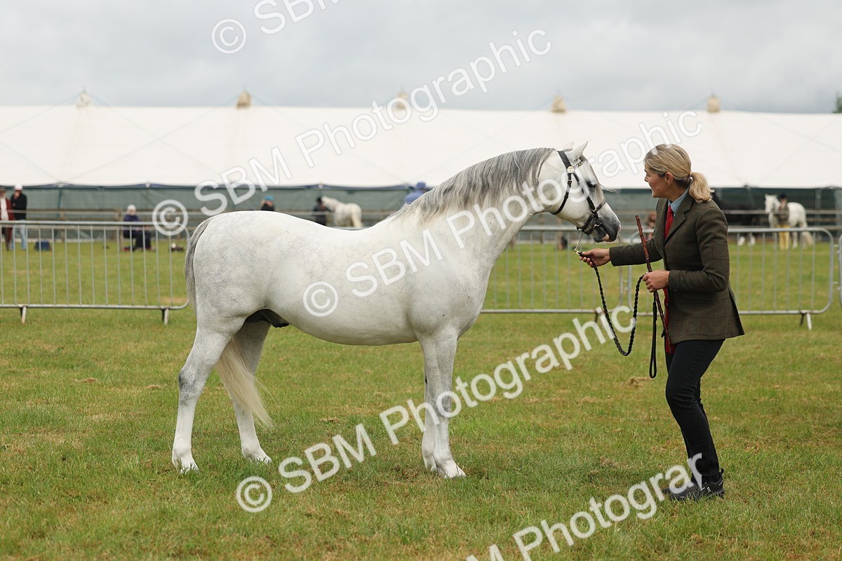 SBM_02265 - Class 50-57 - M&M Welsh Pony In Hand