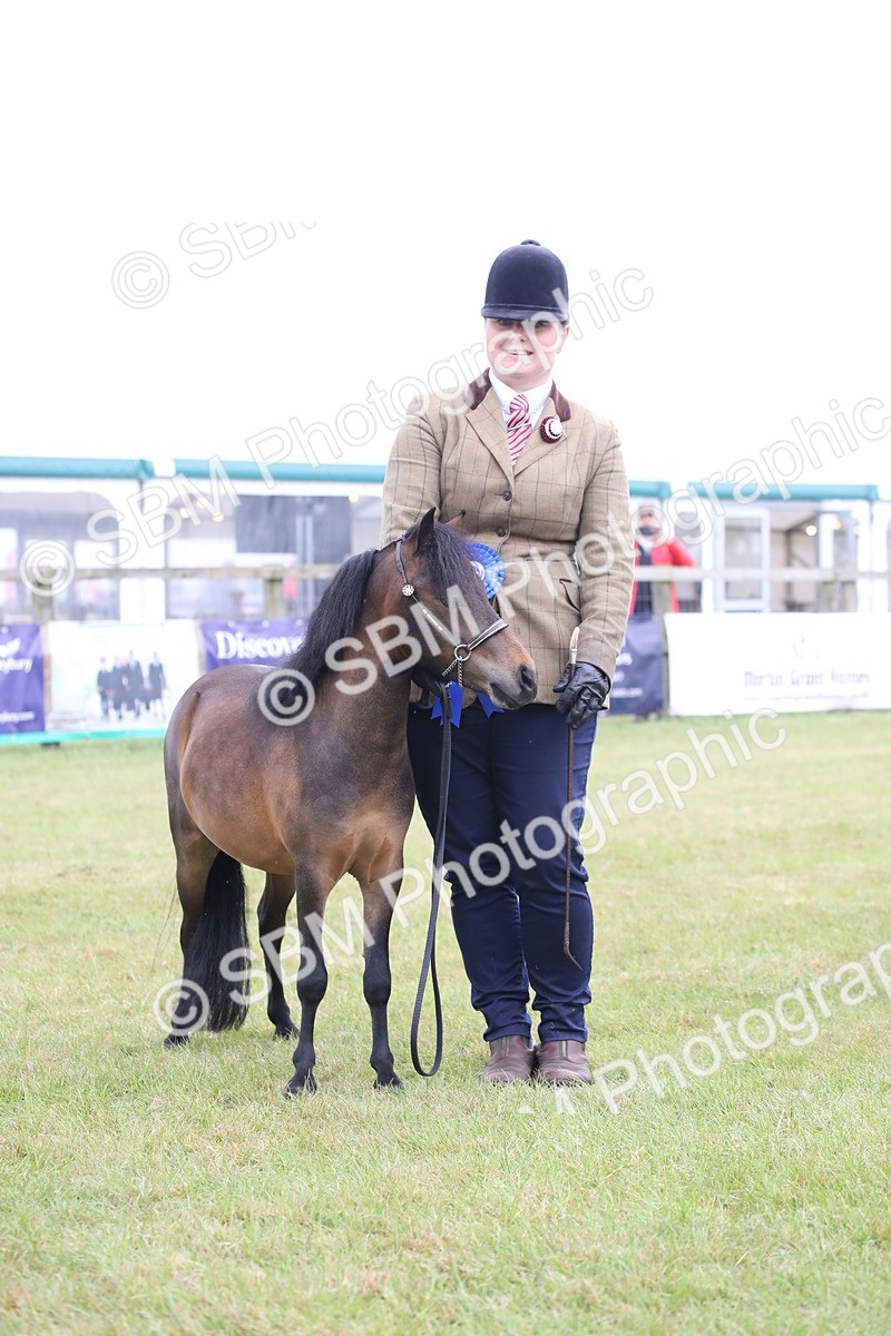SBM_03540 - Class 23-25 - British Miniature Horse of the Year