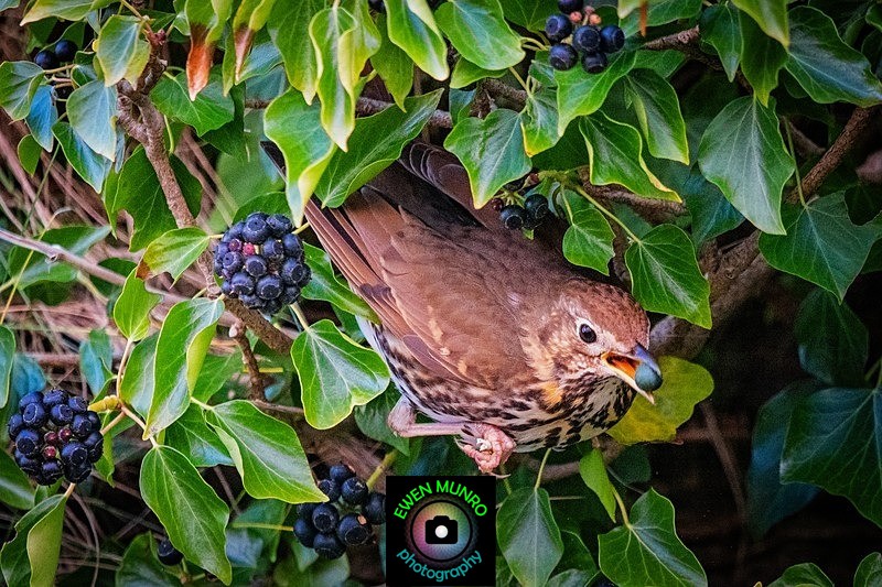BBG-12-Thrush with berry, Dunollie Castle, Oban, Argyll - Countryside & Garden Birds