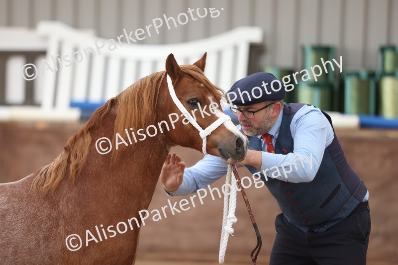 20251109-0507 - Class 18 - Yearling, Colt, Filly or Gelding