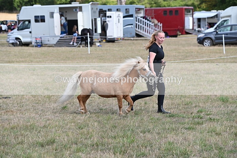 WJ6_6899 - Class 21 Shetland & Mini Horses