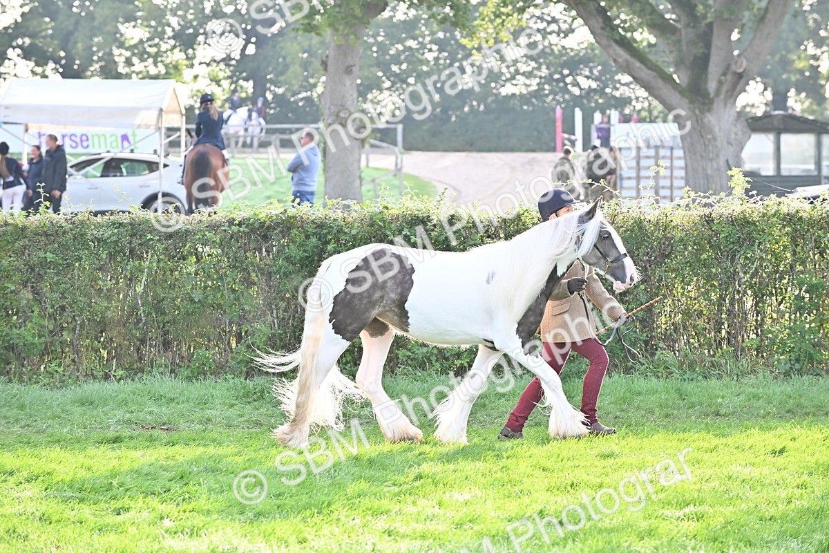 SBM_55343 - S44 - Youngstock In Hand