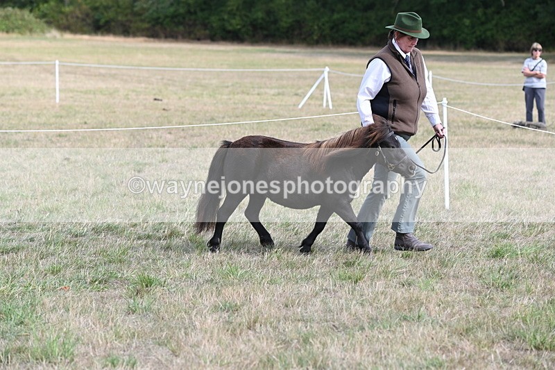 WJ6_6845 - Class 21 Shetland & Mini Horses