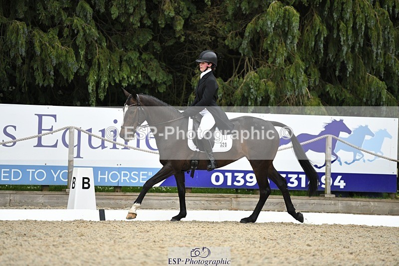230525-142253-03134 - 320-CAVALIER_GUNFIRE-Tabitha_Baker-WEDTrotUp+DR
