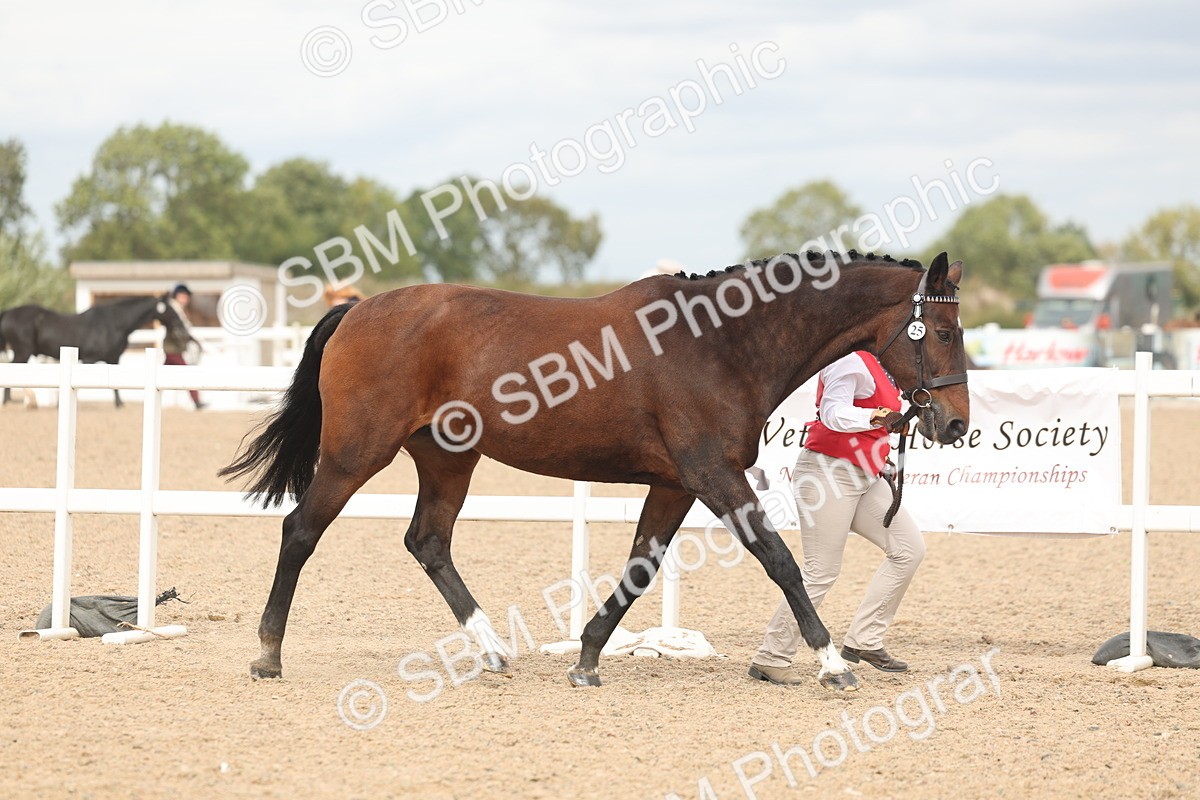 SBM_16975 - Class 312 - IH Competition Horse-Pony