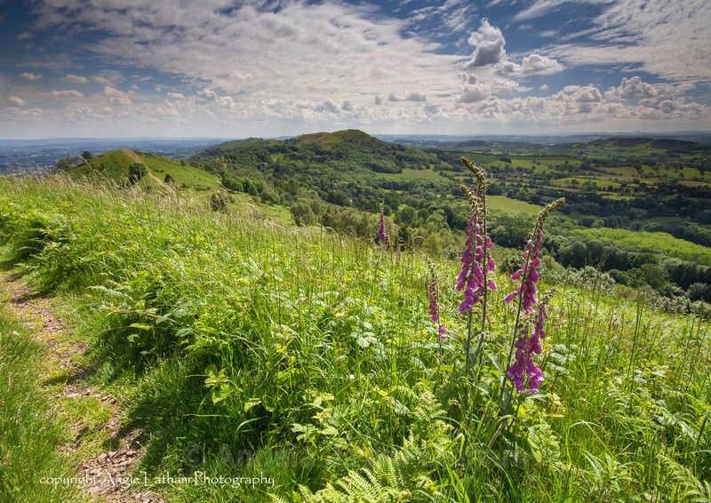 Foxgloves and Ferns - The Malvern Hills