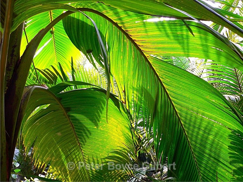 Palm fronds, Eden, Cornwall - Flora & Fauna
