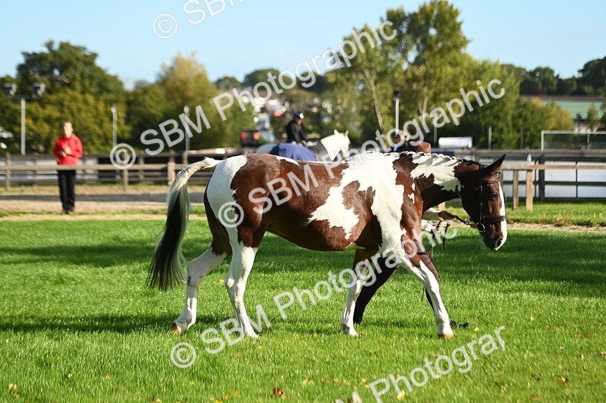 SBM_14705 - S1 - TSR in Hand Horse & Pony Showing