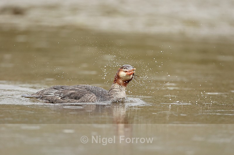 Common Merganser shaking head, Silver Salmon Creek, Alaska - Common Merganser