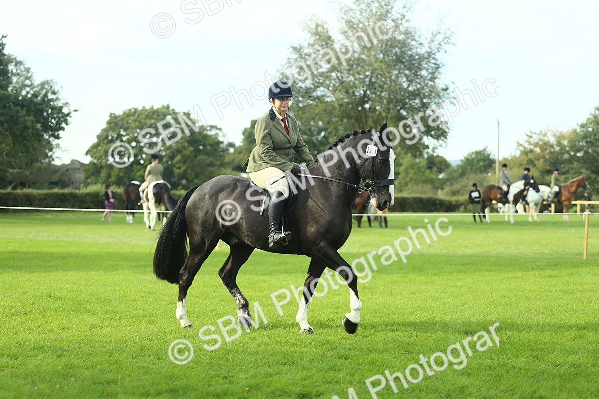 SBM_50658 - S33 - Working Hunter & Working Show Horse