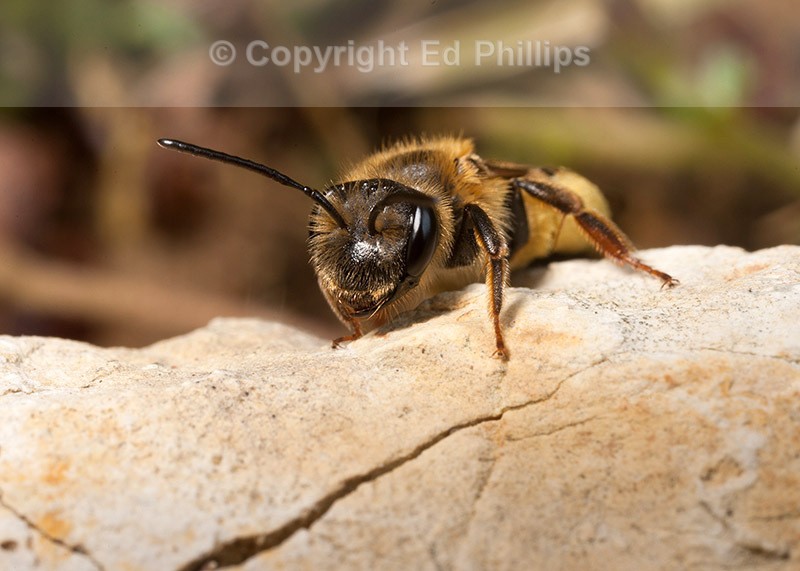 Andrena bucephala (f)