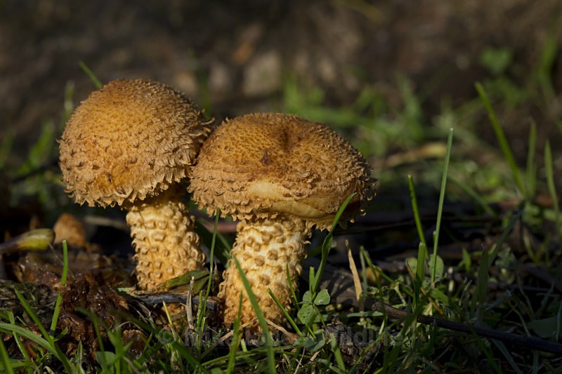 Scalycap mushroom, Pholiota squarrosa. Utkinton, Cheshire - FUNGI (MUSHROOM) IMAGES