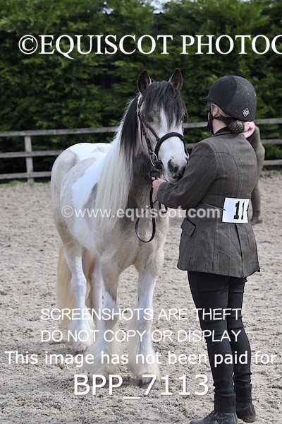 BPP_7113 - RING 1  (RIDDEN HORSES / IN HAND / VETERAN ETC)