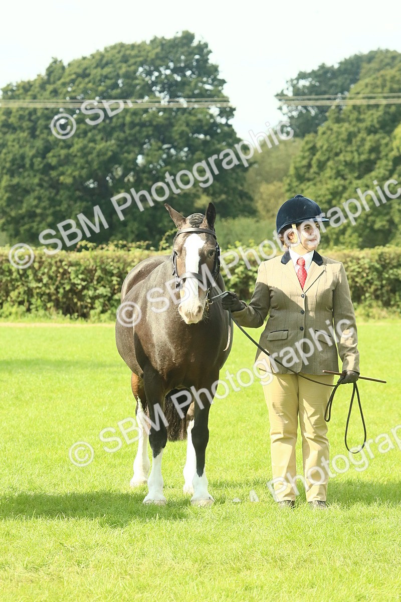 SBM_66412 - S34 - Rehabilitated Rescue Horse & Pony In Hand & Ridden