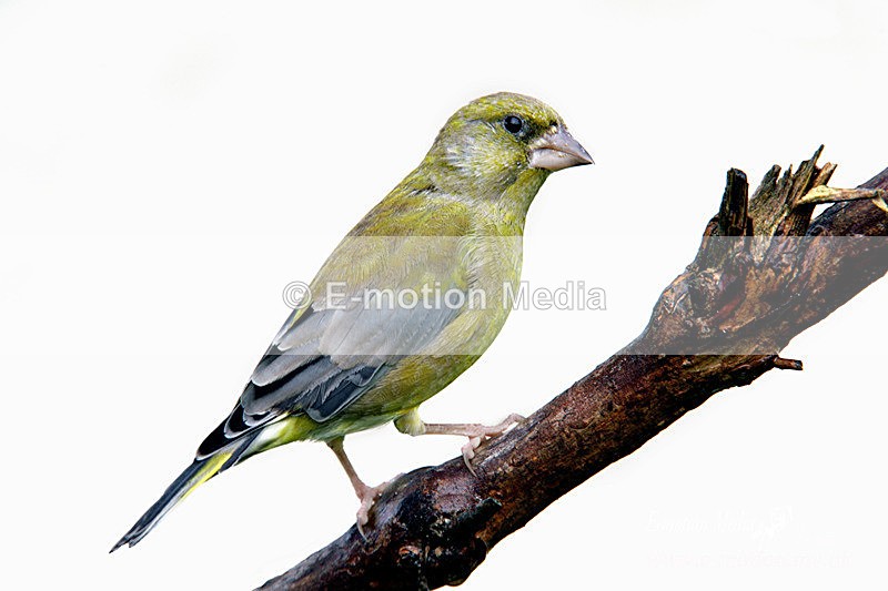Greenfinch 171006 125a - Nature