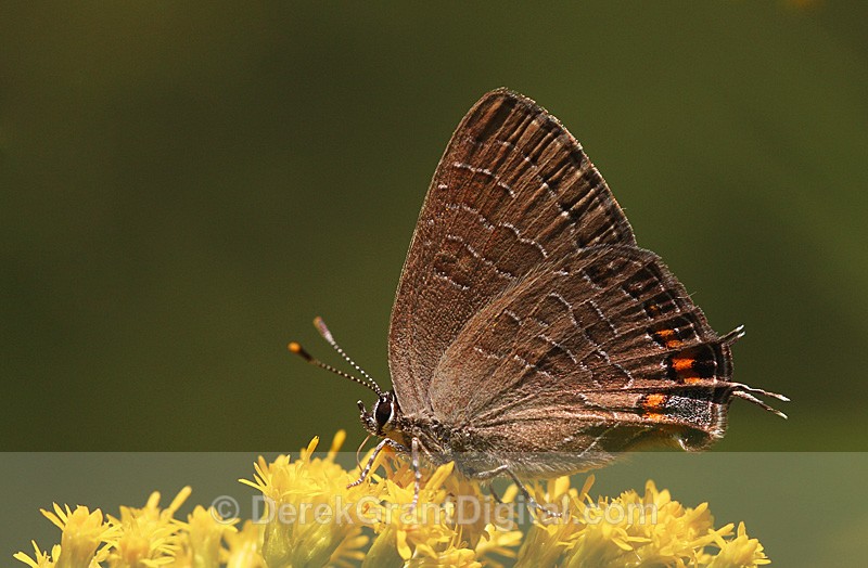 Striped Hairstreak Satyrium liparops - Butterflies & Moths of Atlantic Canada