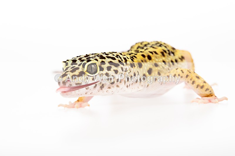 20140120-3K8A8412 - Lizards