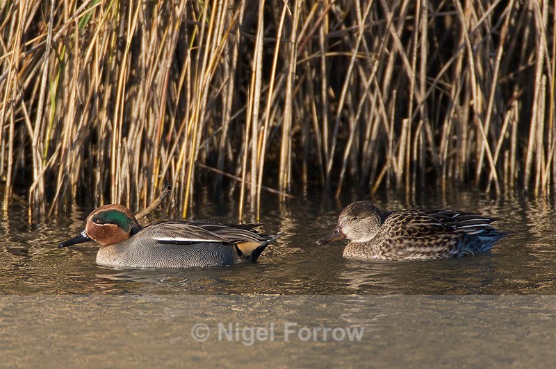 Teal (male & female) - Teal