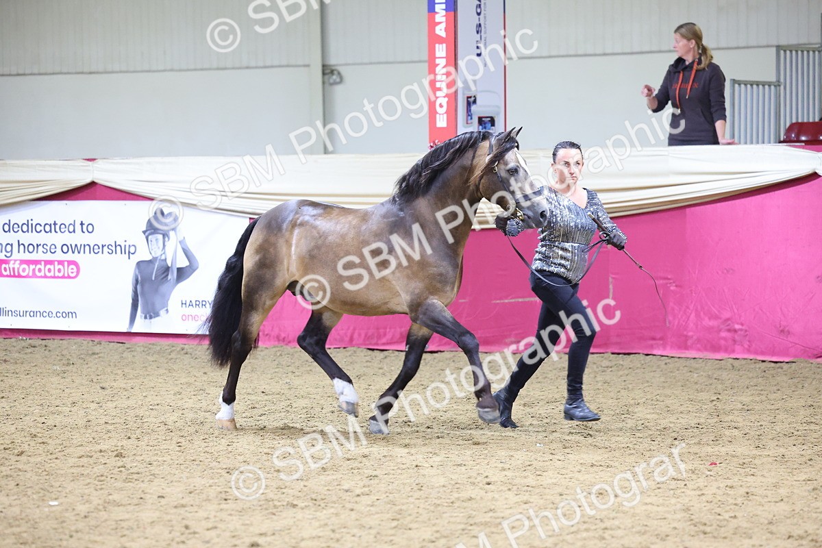 SBM_18699 - Class D IH Pony Champ