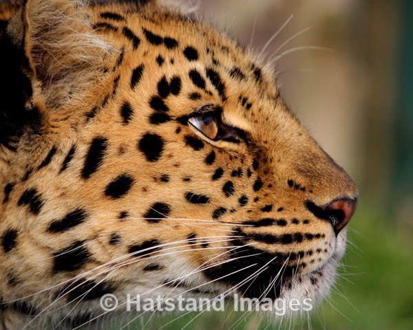 Leopard - nature