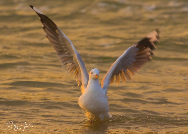 Gull Golden Dance 4