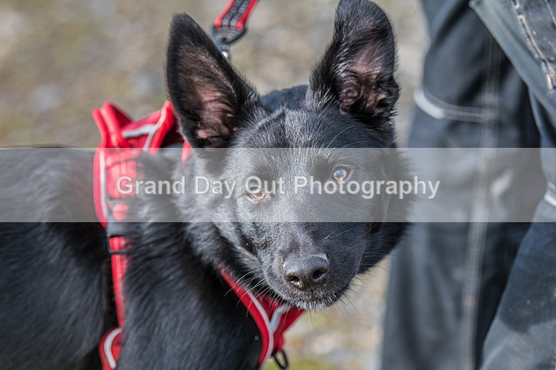 Blencathra-17 - Blencathra Fell Race Wednesday 5th June 2024