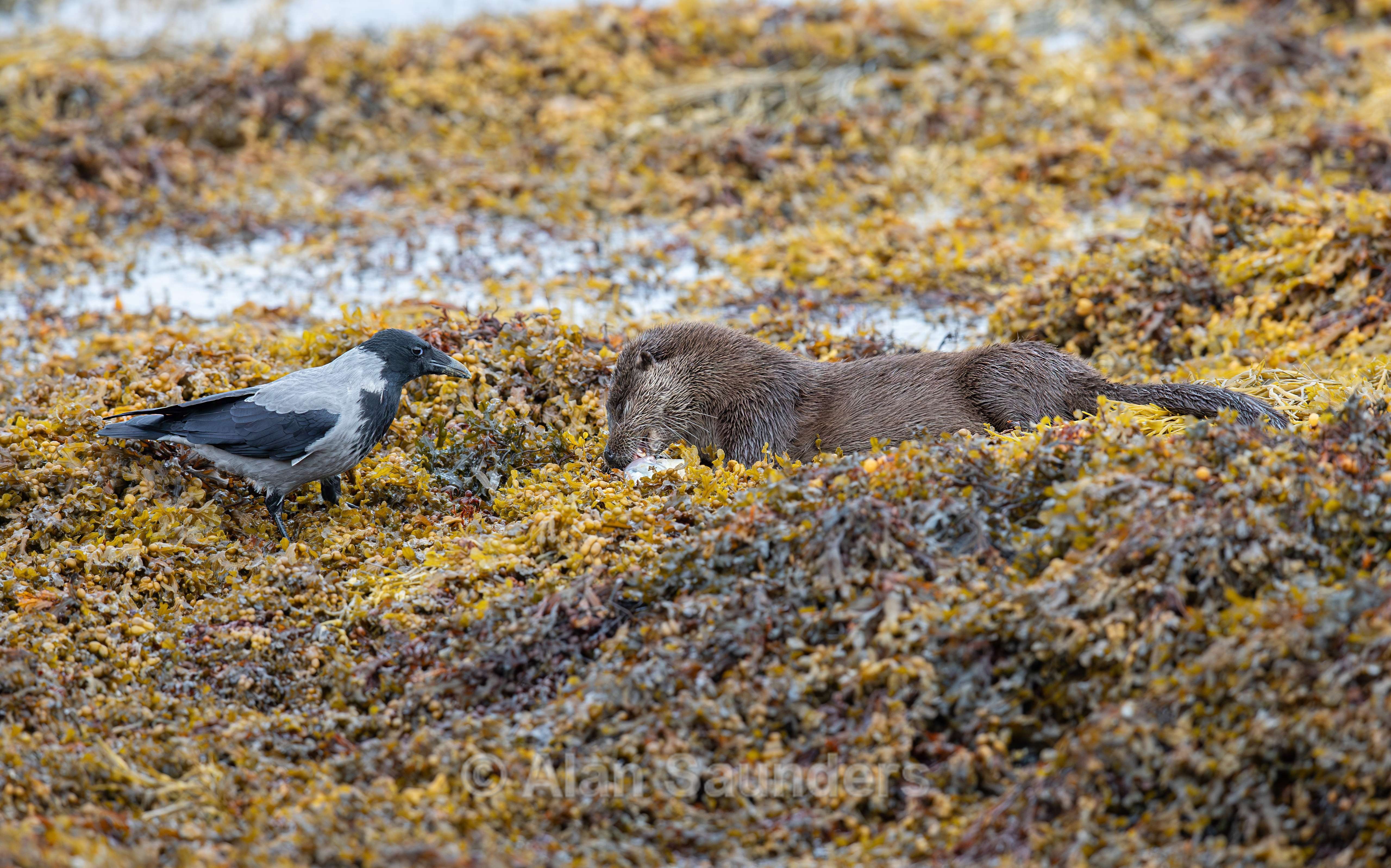 Hooded Crow 6